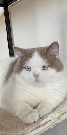 Ailuros's Blue Jay Brits korthaar fawn bicolor blue eyed