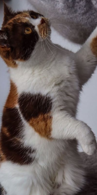 Ailuro's Lynn Brits korthaar chocolate tortie bicolor