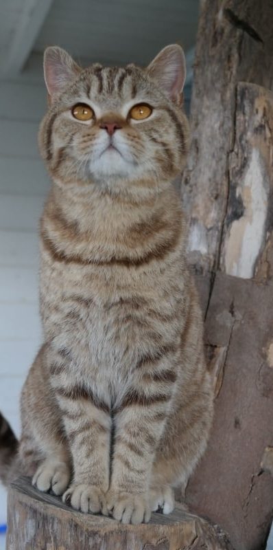 Ailuro's Boris Brits korthaar chocolate tabby