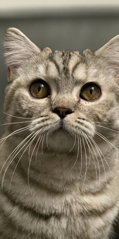 Ailuro's Chuckles Brits korthaar silver tortie tabby